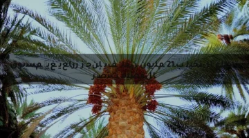 القصيم تتصدر قطاع النخيل بـ12 مليون نخلة في إنجاز زراعي غير مسبوق