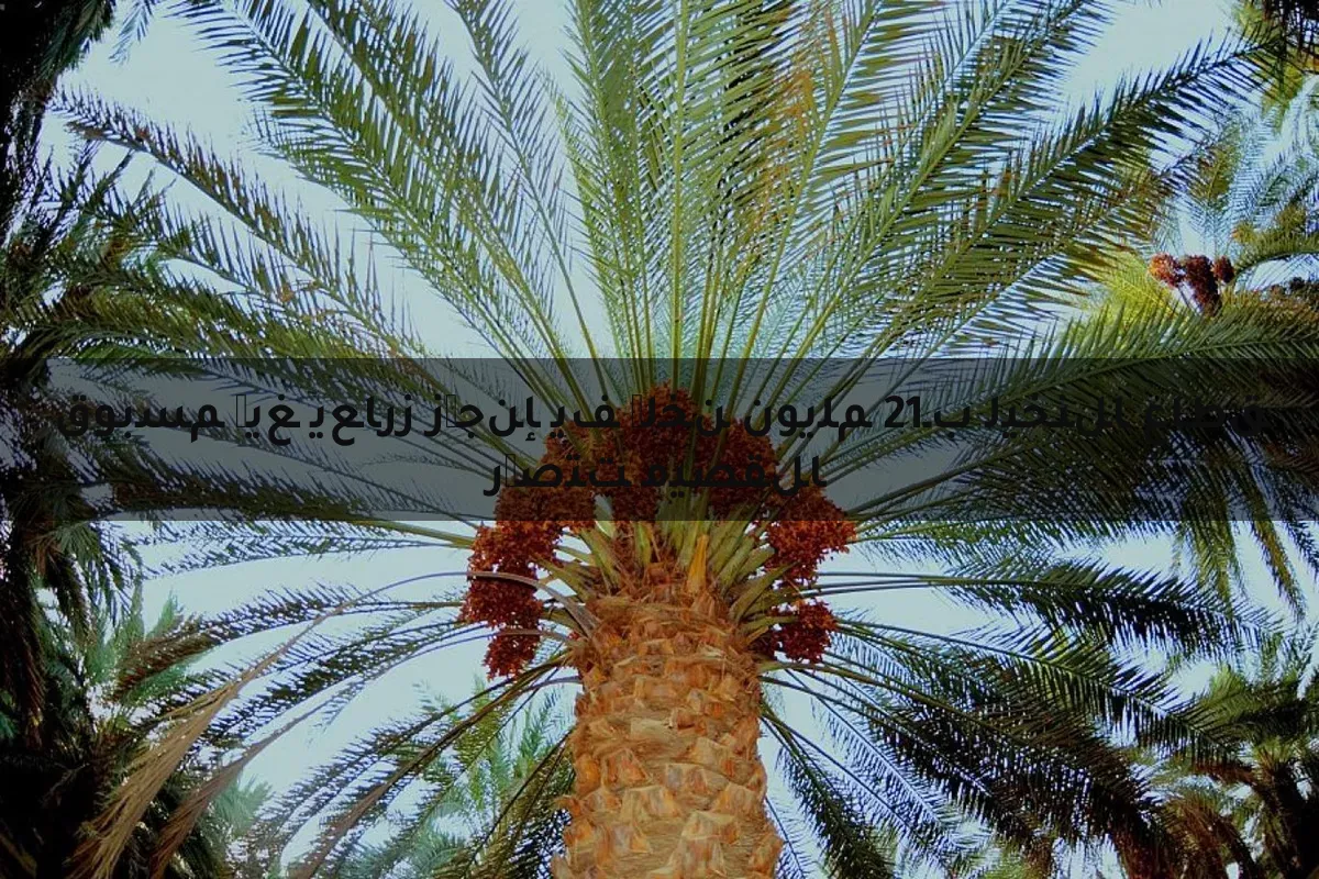 القصيم تتصدر قطاع النخيل بـ12 مليون نخلة في إنجاز زراعي غير مسبوق