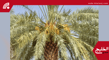تمور القصيم.. واحة سعودية غنية تنتج أفخر أنواع التمور للمملكة