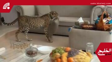 الفهود تتجول داخل منزل رجل بهدوء تام – فيديو يوثق لحظات نادرة
