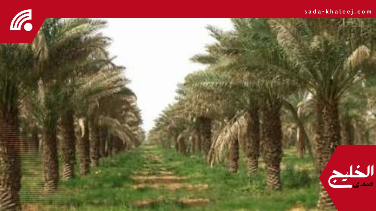 القصيم تتصدر المملكة بعدد نخيل يتجاوز 12 مليون شجرة – شاهد الفيديو