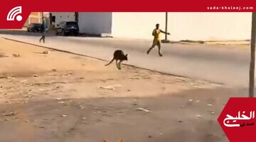 كنغر يتجول بحرية غرب الرياض في المزاحمية يثير دهشة المواطنين – فيديو ينتشر