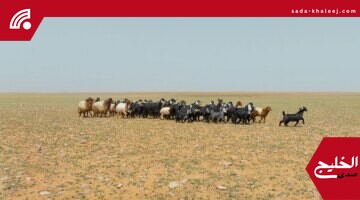 محمية الإمام تركي: برنامج الرعي الموسمي يعزز الاستدامة ويدعم المجتمعات المحلية