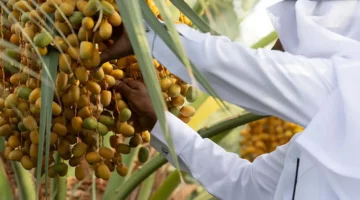 فاكهة روثانة المدينة المنورة تسيطر على أسواق الصيف محليًا وخليجيًا