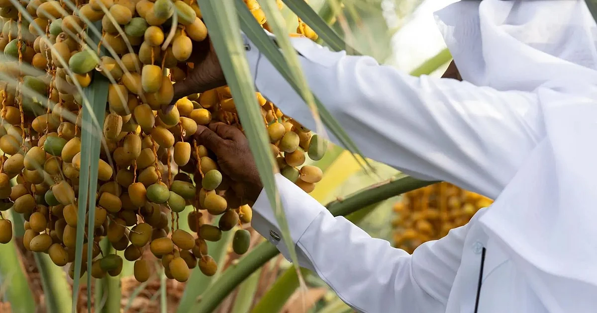 فاكهة روثانة المدينة المنورة تسيطر على أسواق الصيف محليًا وخليجيًا