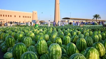 فاكهة الصيف: البطيخ يزين الأسواق مع انطلاق موسمه وإقبال المتسوقين الكبير