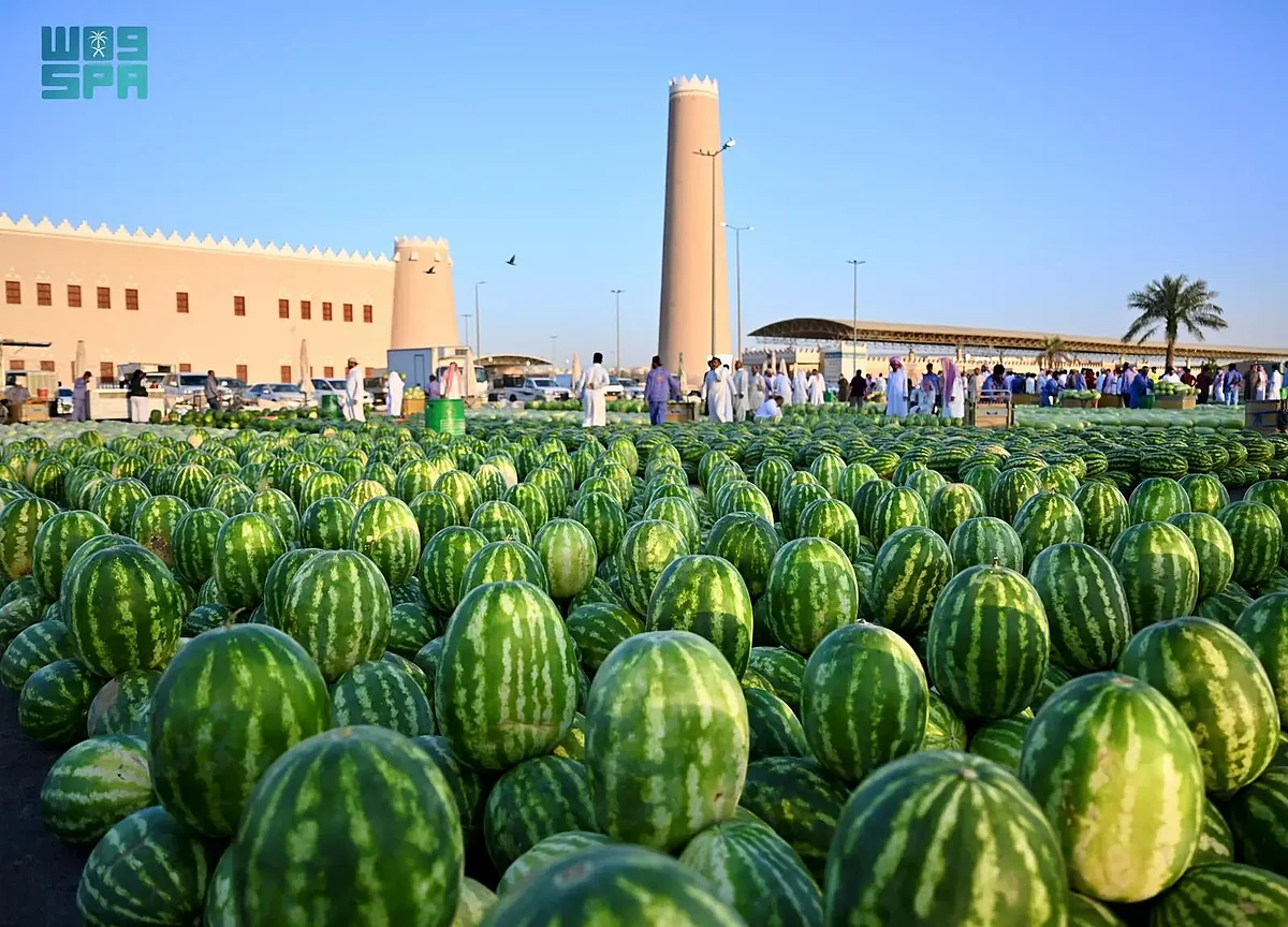 فاكهة الصيف: البطيخ يزين الأسواق مع انطلاق موسمه وإقبال المتسوقين الكبير