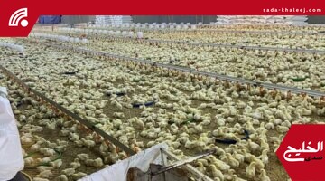 ضبط 3 مشاريع دواجن غير مرخصة تعمل عشوائيًا داخل مزارع خليص