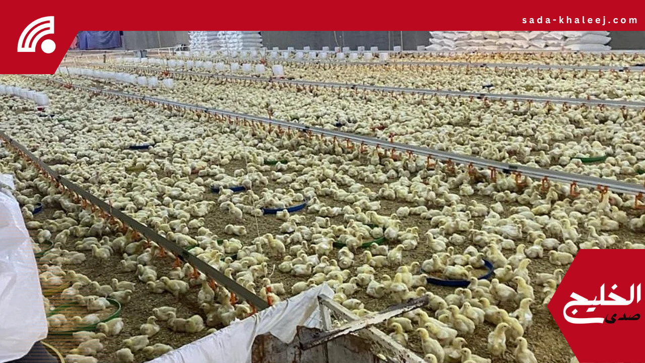 ضبط 3 مشاريع دواجن غير مرخصة تعمل عشوائيًا داخل مزارع خليص