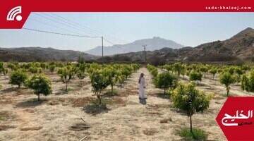 بيئة أضم تتابع زراعة 480 شتلة مانجو ضمن برنامج الاستصلاح الزراعي