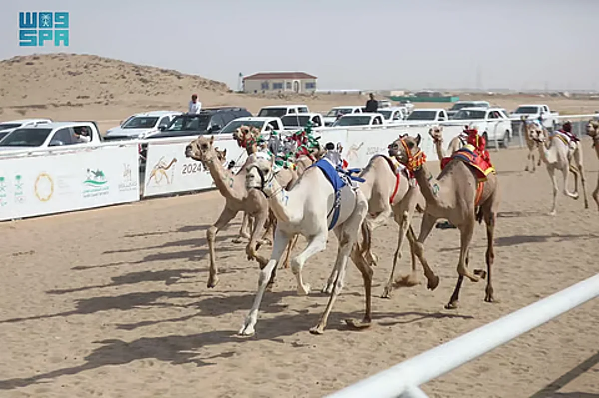 نتائج سباق اللقايا فما فوق: ميدان نجران للهجن يكشف الفائزين رسمياً