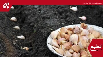 الإرشاد الزراعي: يوليو هو الوقت المثالي لتحضير الأرض لزراعة الثوم
