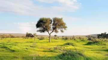 محمية الإمام تركي تقود جهود مكافحة العواصف الرملية بالتشجير والتجدد الطبيعي