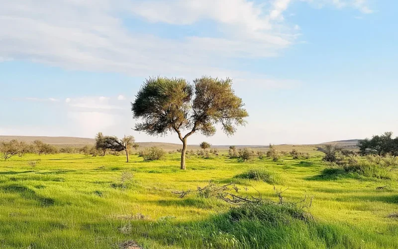محمية الإمام تركي تقود جهود مكافحة العواصف الرملية بالتشجير والتجدد الطبيعي