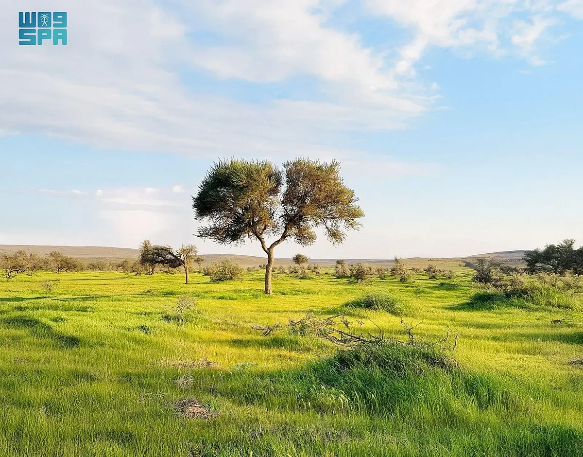 محمية الإمام تركي تقود جهود مكافحة العواصف الرملية بالتشجير والتجدد الطبيعي
